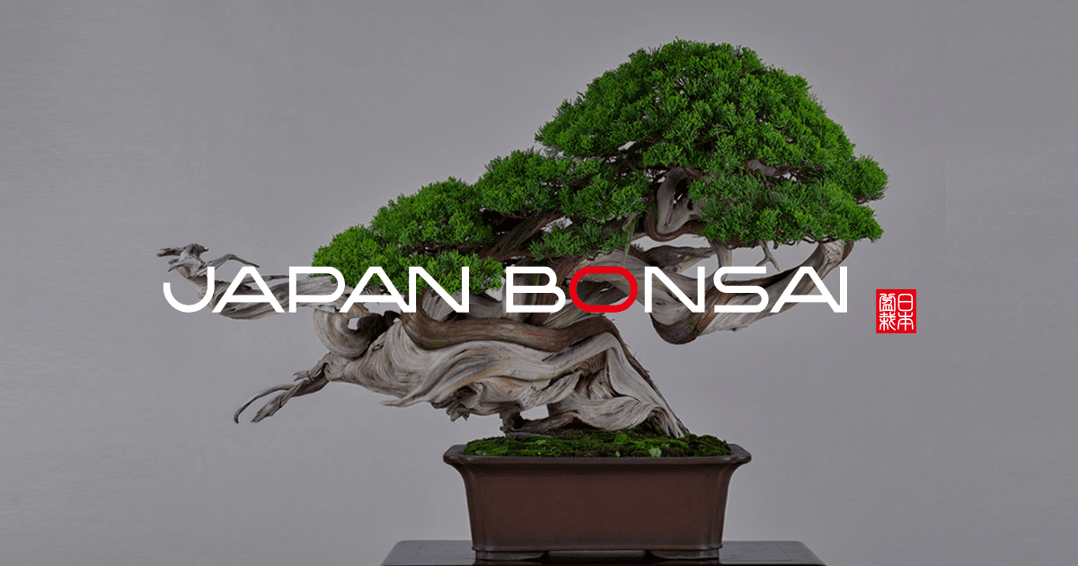 ビナンカズラ 盆栽 小盆栽 太幹 半懸崖 幹模様良 古木 ビナンカズラ